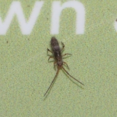 Paronellidae (family) (Paronellid springtail) at Acton, ACT - 7 Jun 2020 by TimL