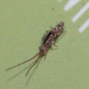 Paronellidae (family) at Acton, ACT - 7 Jun 2020