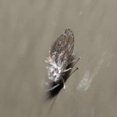 Psychodidae sp. (family) (Moth Fly, Drain Fly) at Acton, ACT - 2 Jun 2020 by TimL