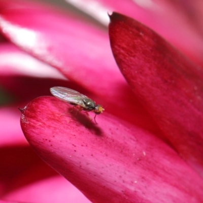 Hydrellia sp. (genus) (Lawn or Pasture Fly) at Acton, ACT - 7 Jun 2020 by TimL