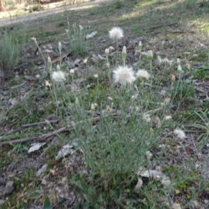 Vittadinia gracilis at Majura, ACT - 5 Jun 2020 12:22 PM