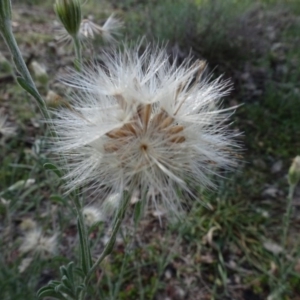 Vittadinia gracilis at Majura, ACT - 5 Jun 2020 12:22 PM