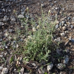 Vittadinia gracilis at Majura, ACT - 5 Jun 2020 12:22 PM