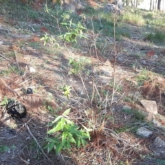 Olearia lirata (Snowy Daisybush) at Isaacs Ridge and Nearby - 8 Jun 2020 by Mike