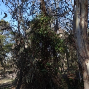 Lonicera japonica at Majura, ACT - 5 Jun 2020 11:47 AM