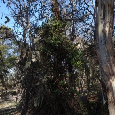 Lonicera japonica (Japanese Honeysuckle) at Majura, ACT - 5 Jun 2020 by AndyRussell