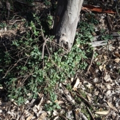 Lonicera japonica at Majura, ACT - 5 Jun 2020 11:47 AM