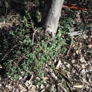 Lonicera japonica at Majura, ACT - 5 Jun 2020 11:47 AM