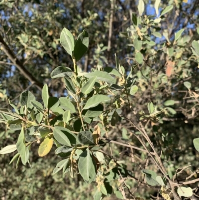 Pomaderris cinerea (Grey Pomaderris) at Black Range, NSW - 8 Jun 2020 by StephH