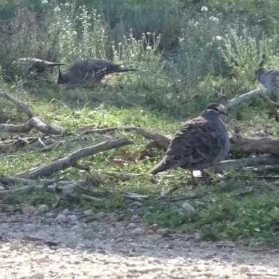 Phaps chalcoptera (Common Bronzewing) at Campbell Park Woodland - 5 Jun 2020 by AndyRussell