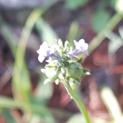 Linaria arvensis (Corn Toadflax) at Isaacs, ACT - 8 Jun 2020 by Mike