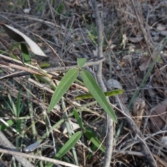 Glycine clandestina (Twining Glycine) at Mount Ainslie to Black Mountain - 7 Jun 2020 by AndyRussell