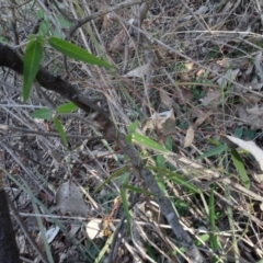 Glycine clandestina at Campbell, ACT - 7 Jun 2020