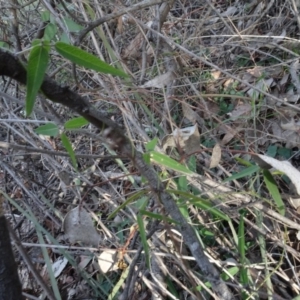 Glycine clandestina at Campbell, ACT - 7 Jun 2020