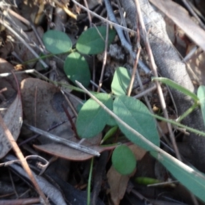 Glycine clandestina at Campbell, ACT - 7 Jun 2020