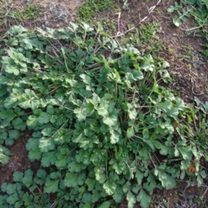 Erodium crinitum at Campbell, ACT - 7 Jun 2020