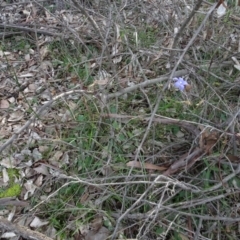 Wahlenbergia capillaris (Tufted Bluebell) at Campbell, ACT - 7 Jun 2020 by AndyRussell