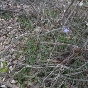 Wahlenbergia capillaris at Campbell, ACT - 7 Jun 2020