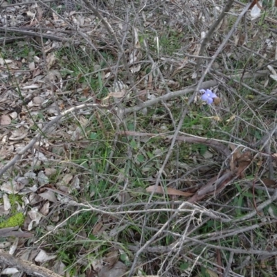 Wahlenbergia capillaris (Tufted Bluebell) at Mount Pleasant - 7 Jun 2020 by AndyRussell