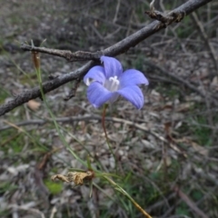 Wahlenbergia capillaris at Campbell, ACT - 7 Jun 2020