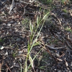 Rytidosperma sp. (Wallaby Grass) at Campbell, ACT - 7 Jun 2020 by AndyRussell