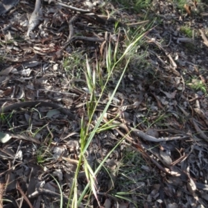 Rytidosperma sp. at Campbell, ACT - 7 Jun 2020