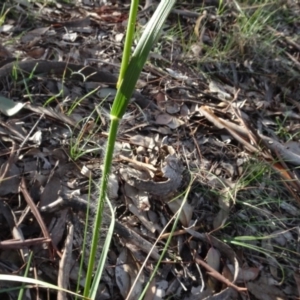 Rytidosperma sp. at Campbell, ACT - 7 Jun 2020