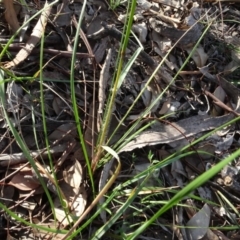 Rytidosperma sp. at Campbell, ACT - 7 Jun 2020