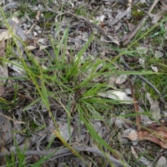 Microlaena stipoides (Weeping Grass) at Campbell, ACT - 7 Jun 2020 by AndyRussell