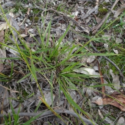 Microlaena stipoides (Weeping Grass) at Campbell, ACT - 7 Jun 2020 by AndyRussell
