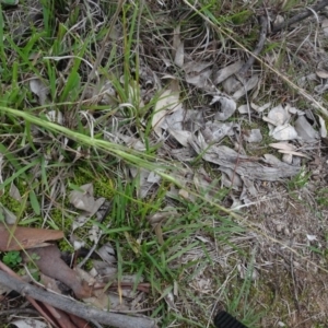 Microlaena stipoides at Campbell, ACT - 7 Jun 2020