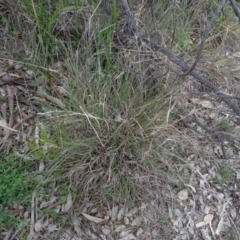 Themeda triandra (Kangaroo Grass) at Campbell, ACT - 7 Jun 2020 by AndyRussell