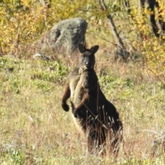 Osphranter robustus (Wallaroo) at Bullen Range - 8 Jun 2020 by HelenCross