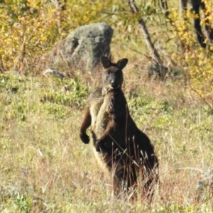 Osphranter robustus robustus at Bullen Range - 8 Jun 2020 02:56 PM