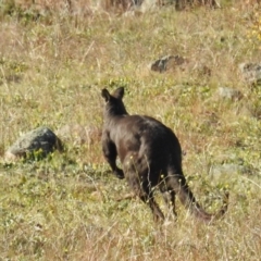 Osphranter robustus at Bullen Range - 8 Jun 2020