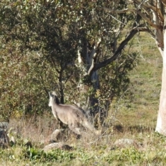 Osphranter robustus at Bullen Range - 8 Jun 2020