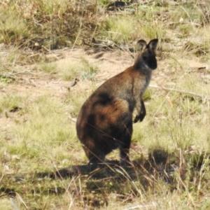 Notamacropus rufogriseus at Stromlo, ACT - 8 Jun 2020