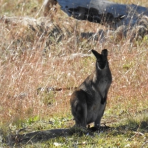 Notamacropus rufogriseus at Stromlo, ACT - 8 Jun 2020