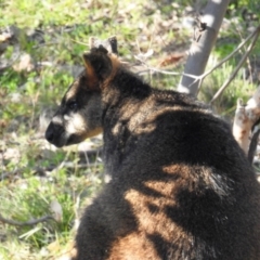 Wallabia bicolor at Stromlo, ACT - 8 Jun 2020