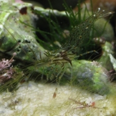 Palaemon serenus (Rock-pool Prawn) at Bawley Point, NSW - 7 Jun 2020 by melanoxylon