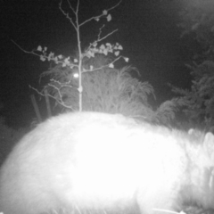 Vombatus ursinus (Bare-nosed Wombat) at Karabar, NSW - 12 May 2020 by LyndalT
