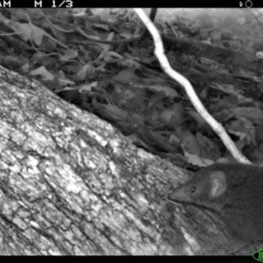 Antechinus mimetes mimetes (Dusky Antechinus) at Tathra Public School - 3 Dec 2013 by AndrewMcCutcheon