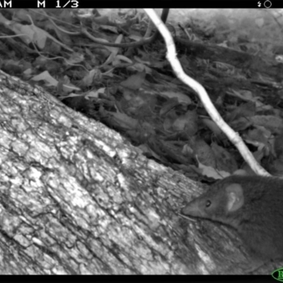 Antechinus mimetes mimetes (Dusky Antechinus) at Tathra Public School - 4 Dec 2013 by AndrewMcCutcheon