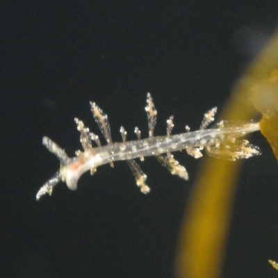 Unidentified Other Marine Invertebrate at Bawley Point, NSW - 8 Jun 2020 by melanoxylon