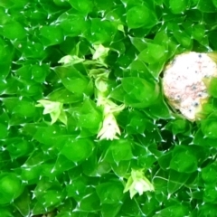 Rosulabryum sp. (A moss) at Mount Ainslie to Black Mountain - 7 Jun 2020 by JanetRussell