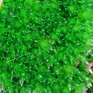 Rosulabryum sp. at Campbell, ACT - 7 Jun 2020