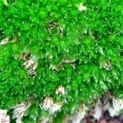 Rosulabryum sp. at Campbell, ACT - 7 Jun 2020