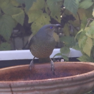 Ptilonorhynchus violaceus at Higgins, ACT - 18 May 2020