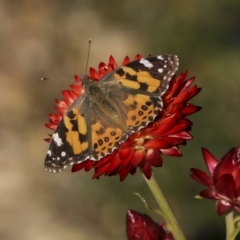 Vanessa kershawi (Australian Painted Lady) at Acton, ACT - 28 May 2020 by AlisonMilton