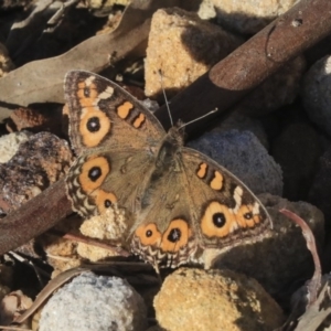 Junonia villida at Acton, ACT - 28 May 2020